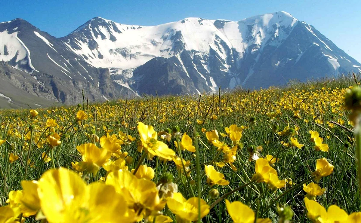 Альпийские Луга Дагестана