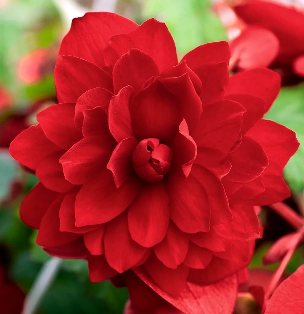 Бегония illumination Scarlet