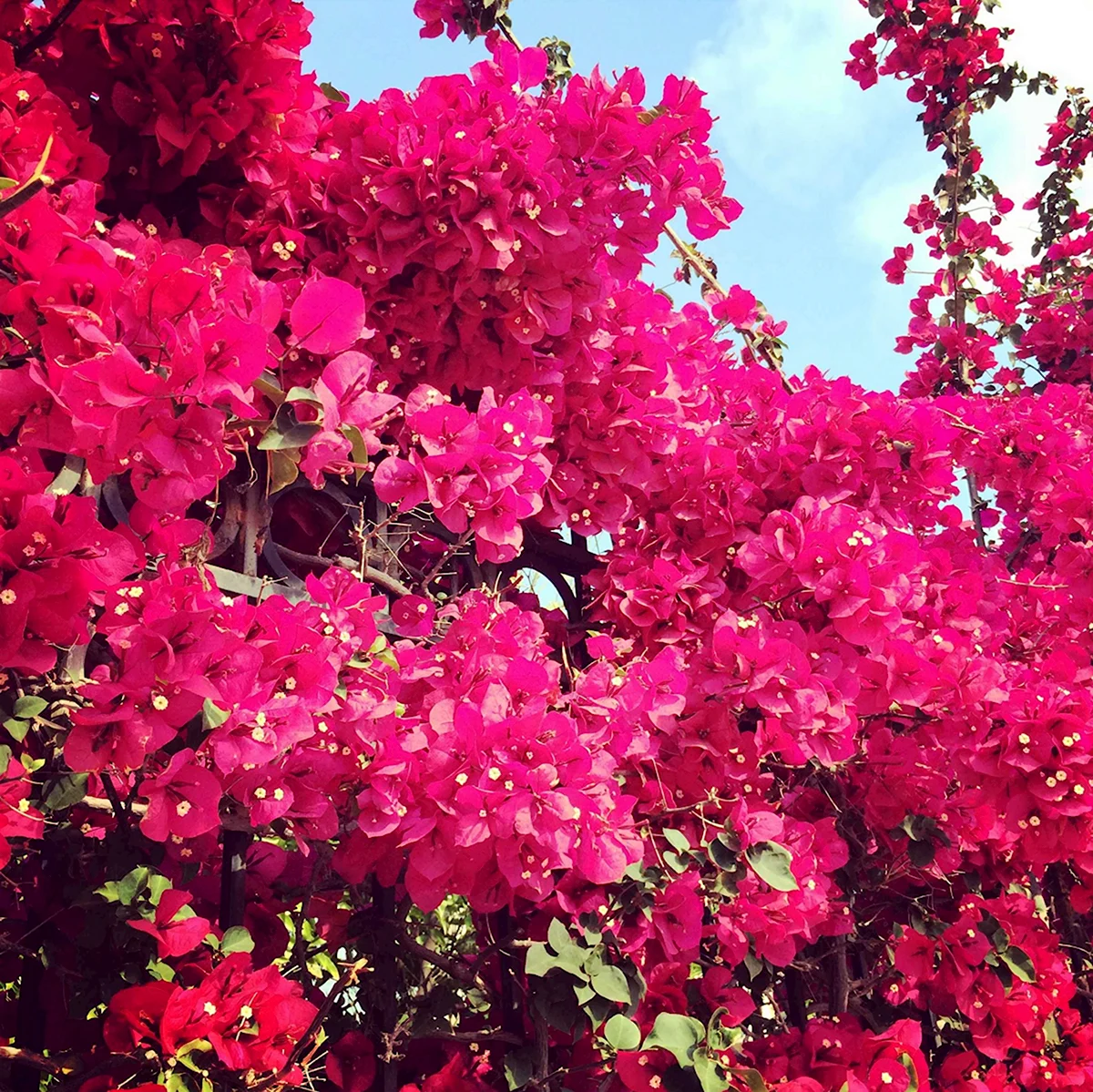 Бугенвиллия Pink Blossom
