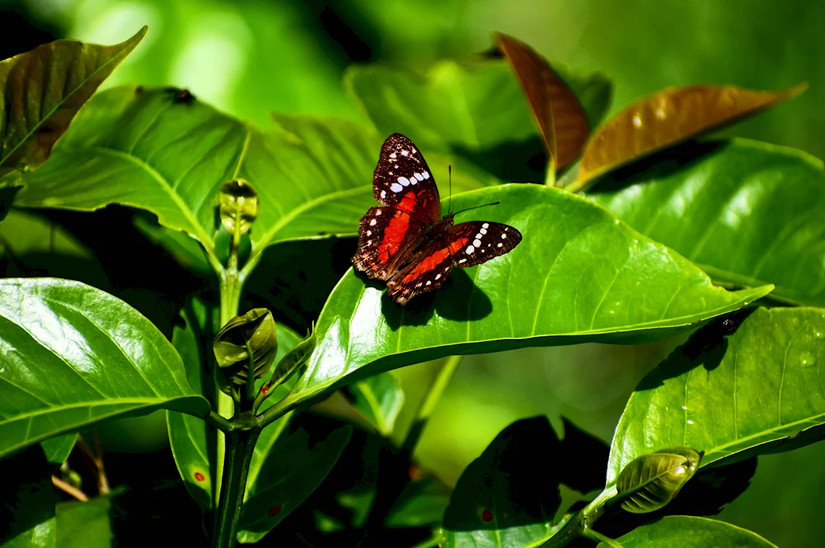 Butterfly Plant