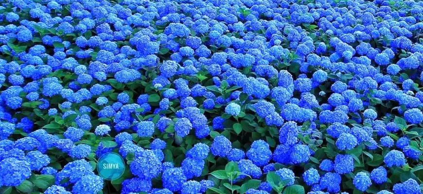 Гортензия Лесная