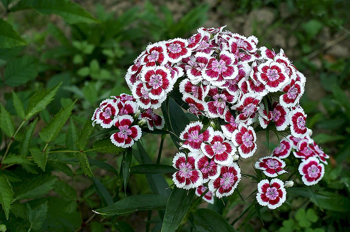 Гвоздика бородатая - Dianthus barbatus