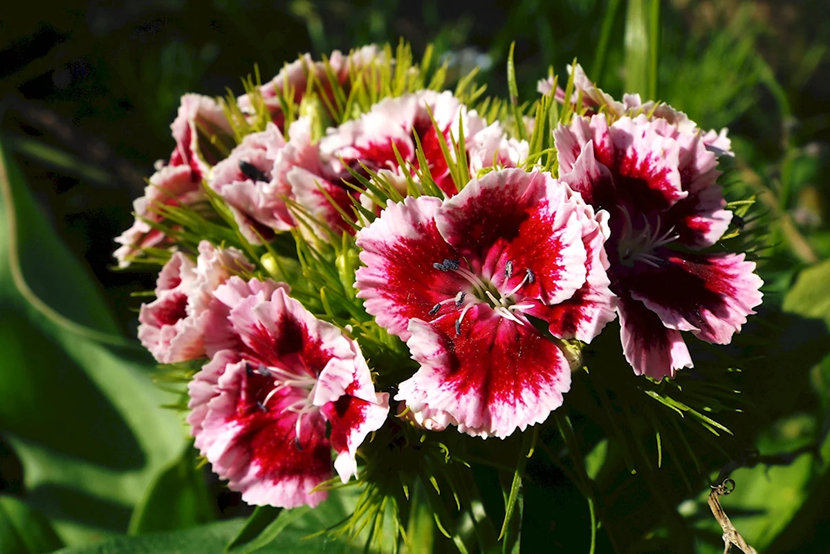 Гвоздика бородатая - Dianthus barbatus