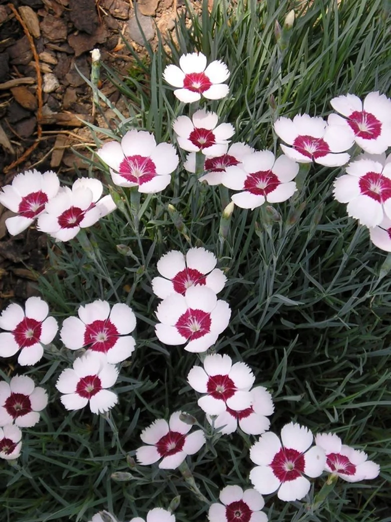 Гвоздика травянка Dianthus deltoides