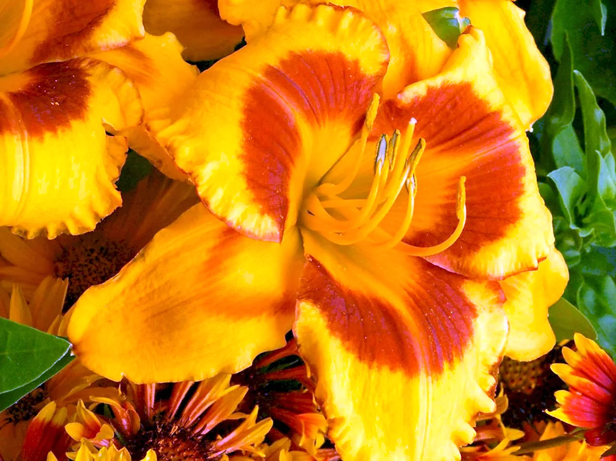 Hemerocallis Fooled me