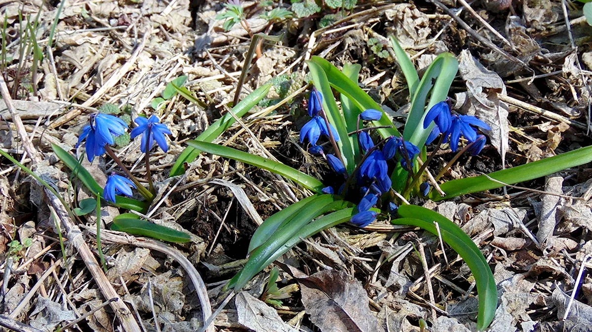 Holland Bulbs Сцилла Сибирская