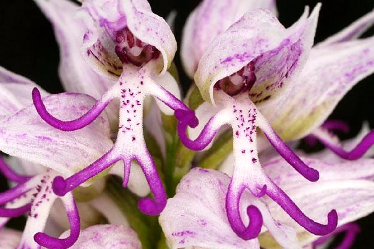 Ятрышник итальянский Orchis Italica