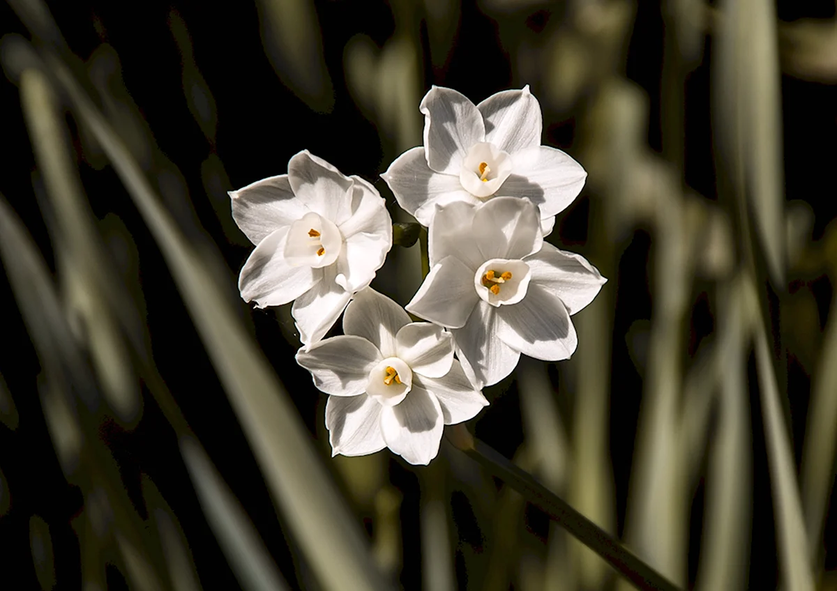 Jonquils
