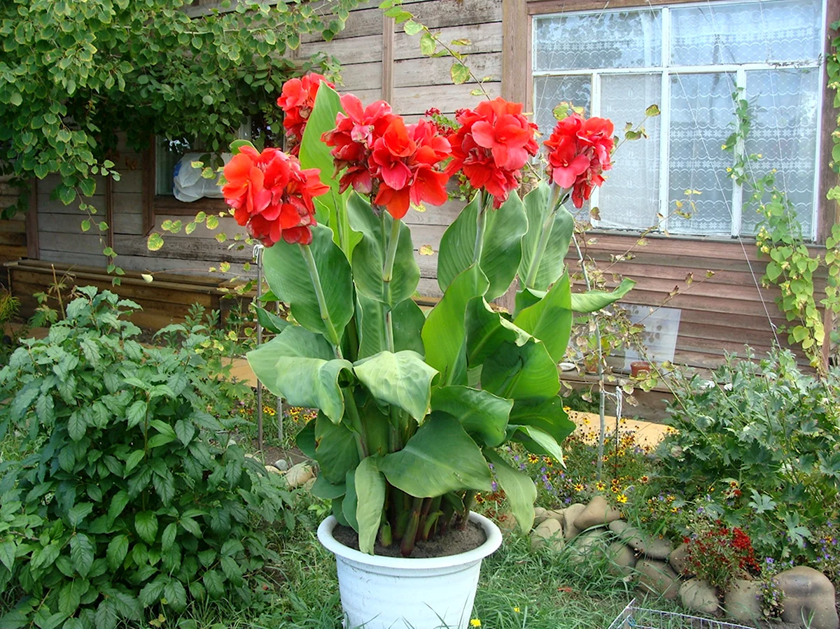 Канна цветок