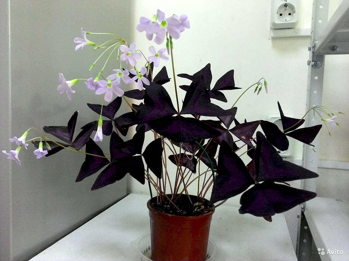 Кислица треугольная Oxalis triangularis