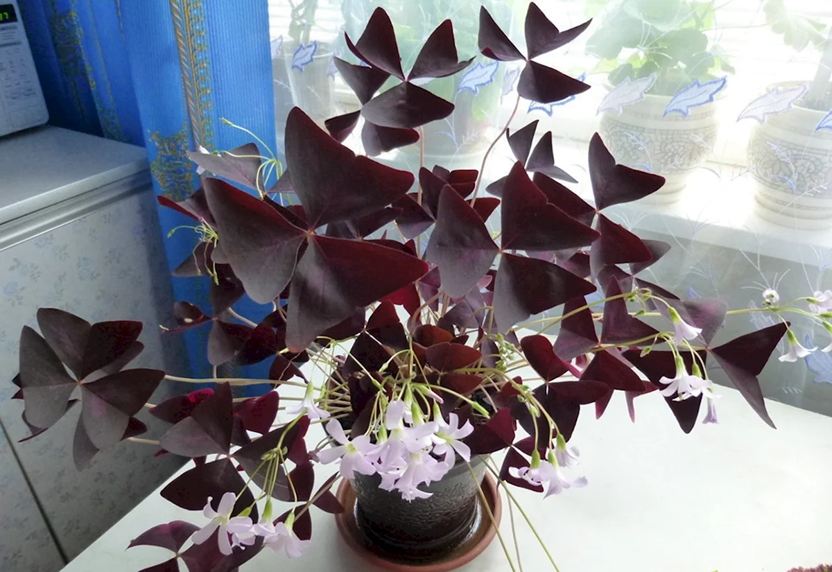 Кислица треугольная Oxalis triangularis