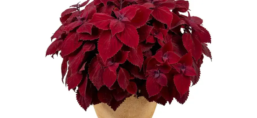 Колеус Red Croton