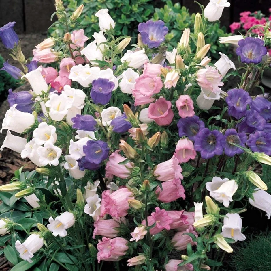 Колокольчик средний – Campanula Medium