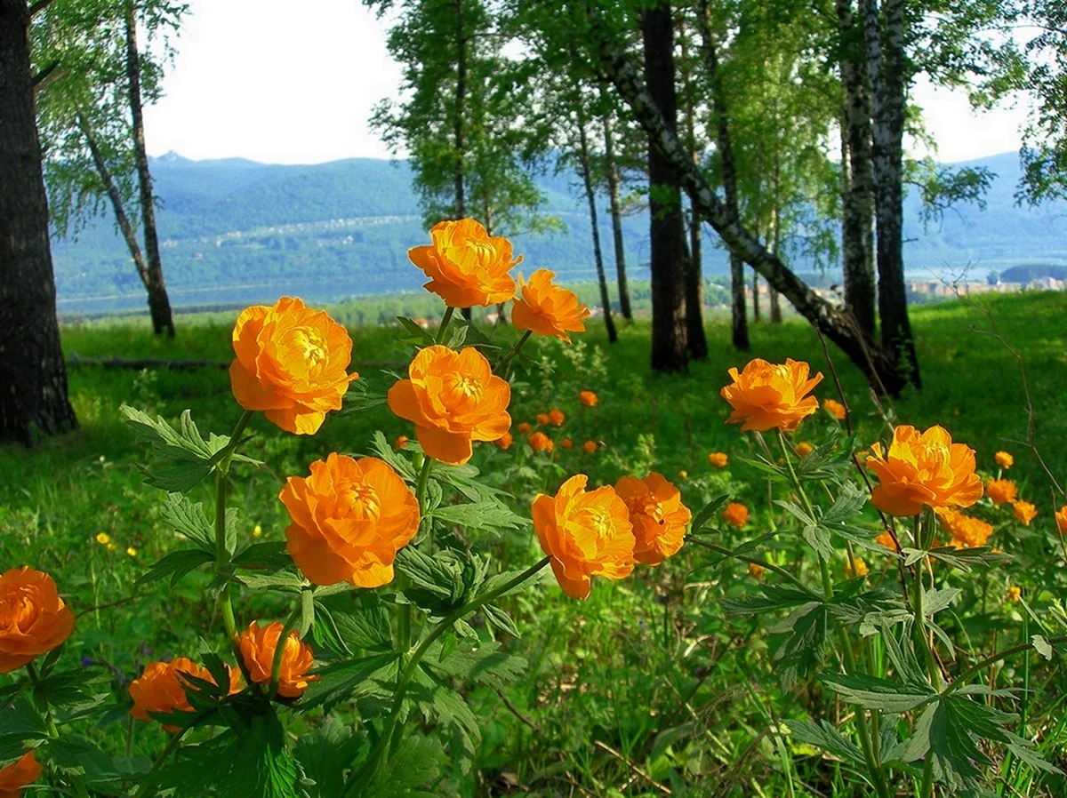 Купальница Алтайская