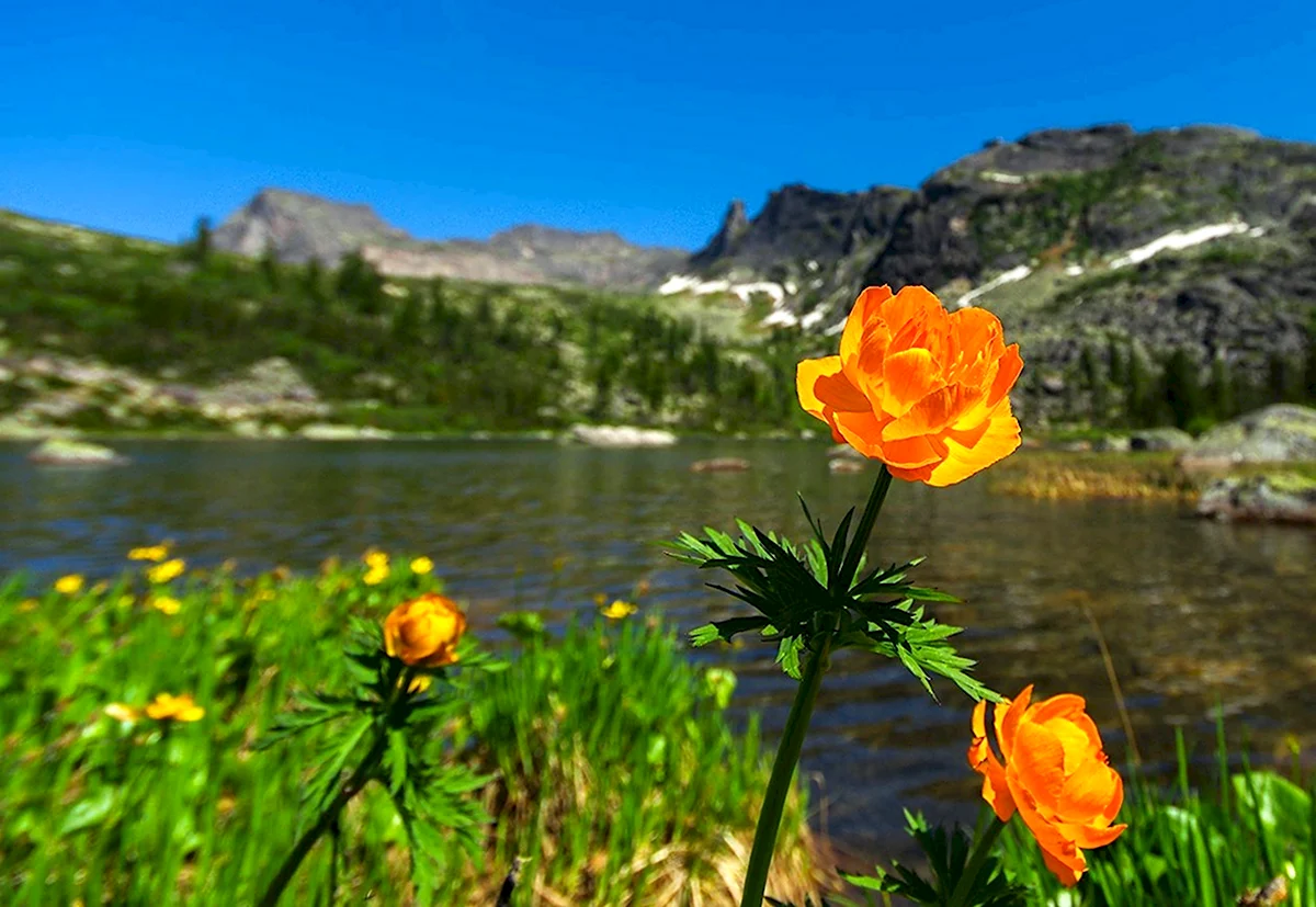 Купальница Ергаки
