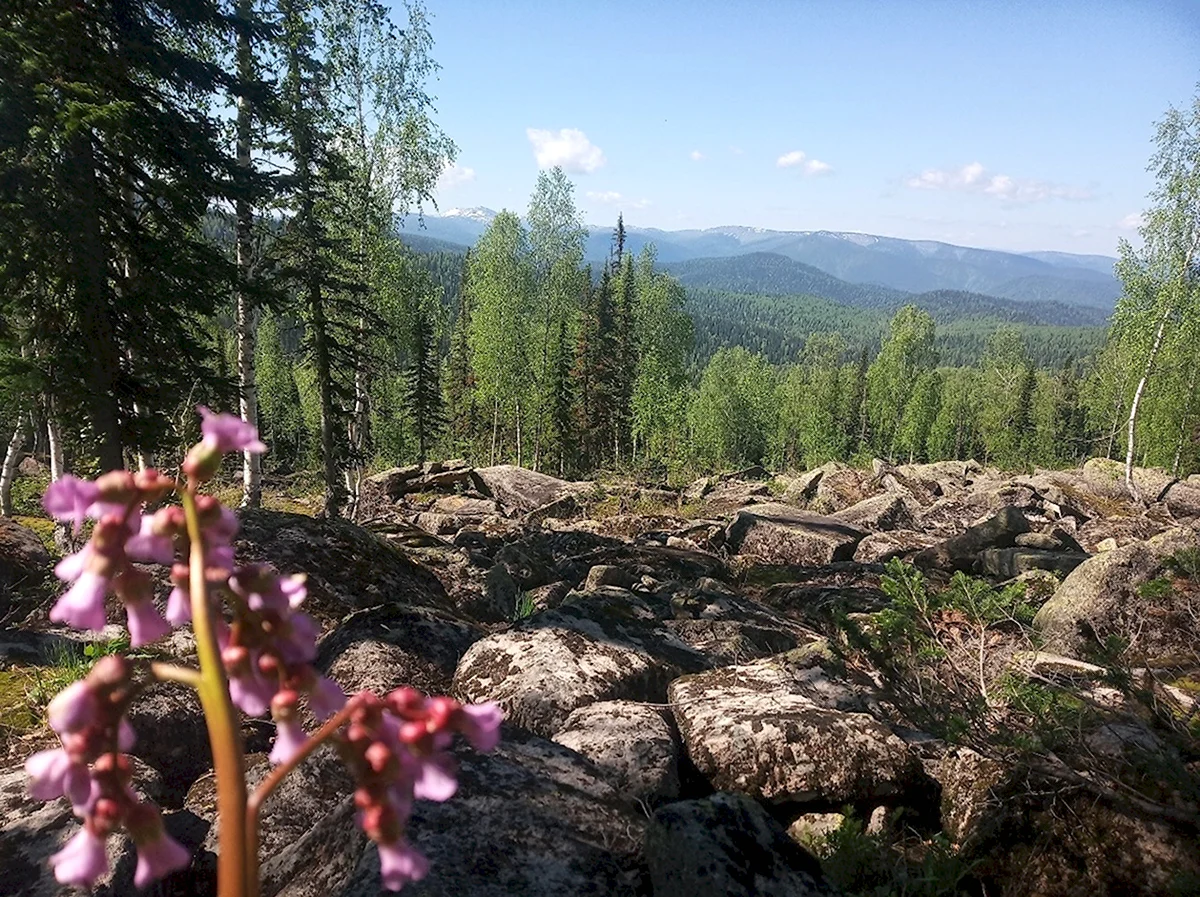 Кузнецкий Алатау Флора