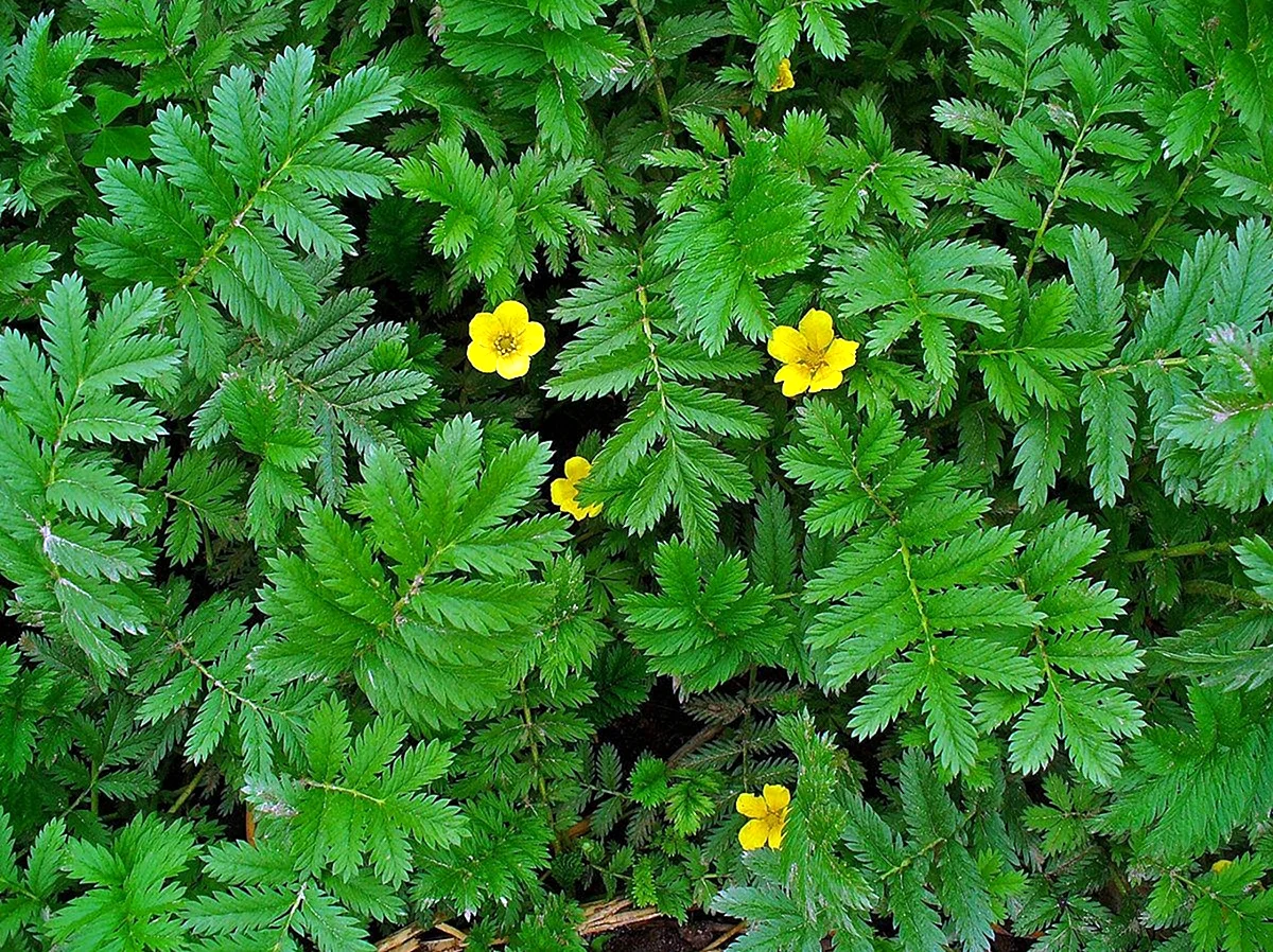 Лапчатка гусиная. Лапчатка гусиная (Potentilla anserina). Лапчатка гусиная лапка. Лапчатка гусиная съедобная.