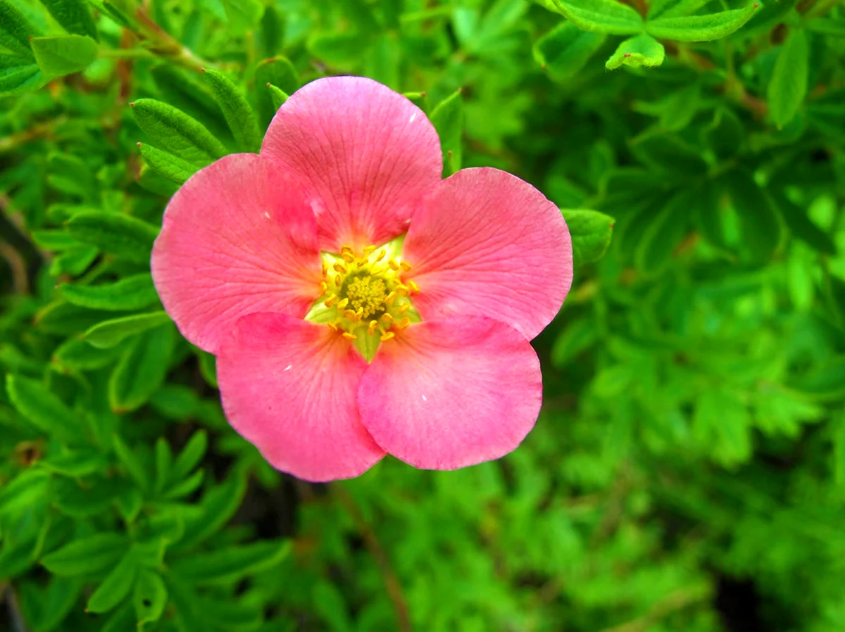 Лапчатка Пинк Квин. Лапчатка Pink Beauty. Лапчатка кустарниковая Пинк принцесс.