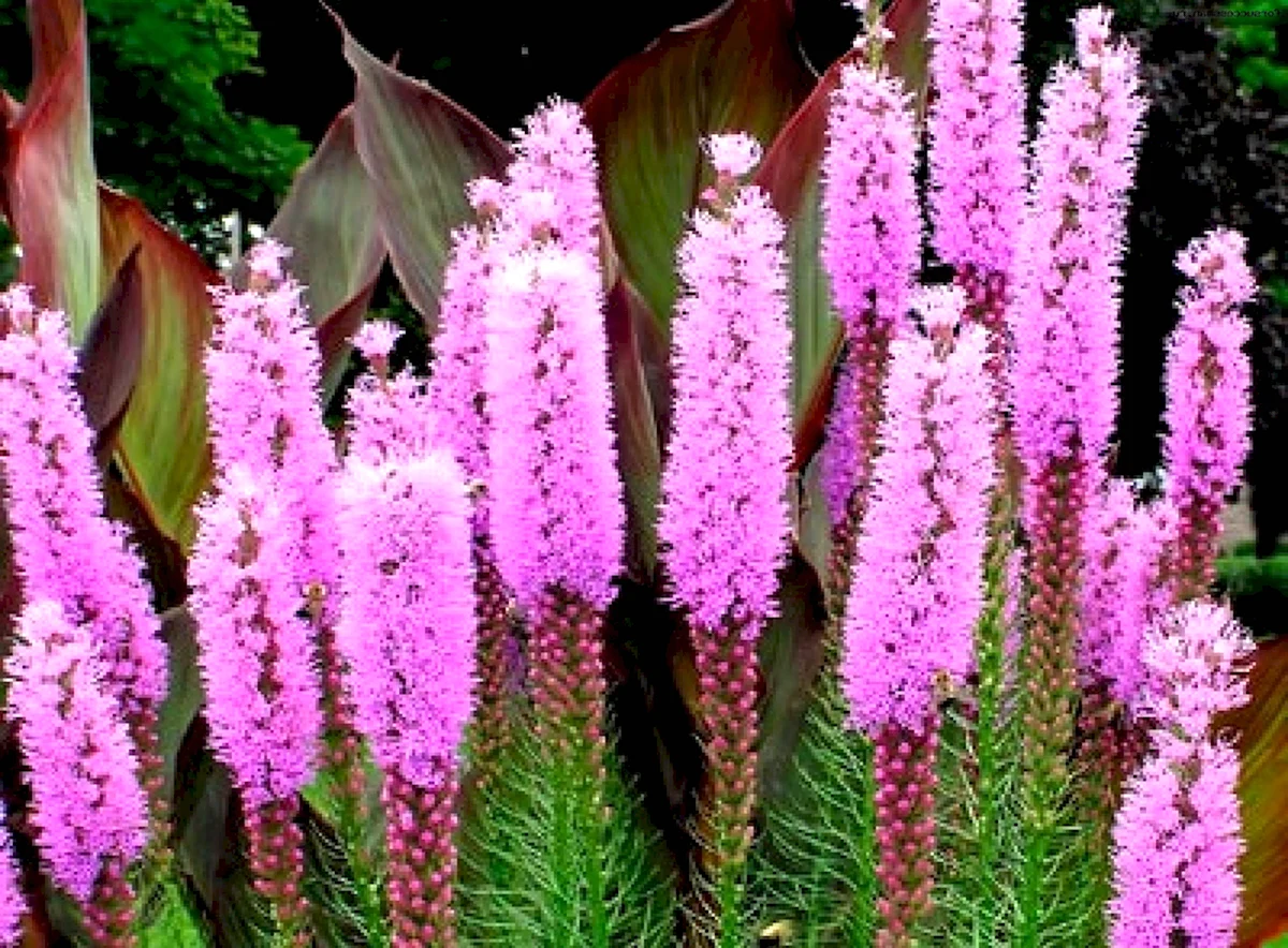 Лиатрис спиката spicata