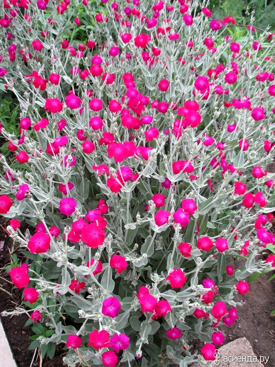 Лихнис корончатый
