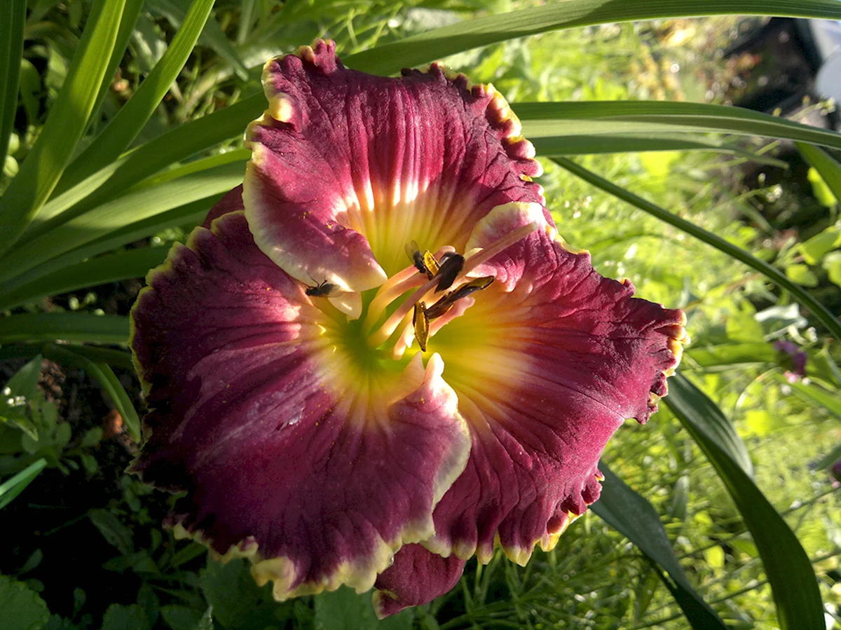 Лилейник Indigo Ruffles
