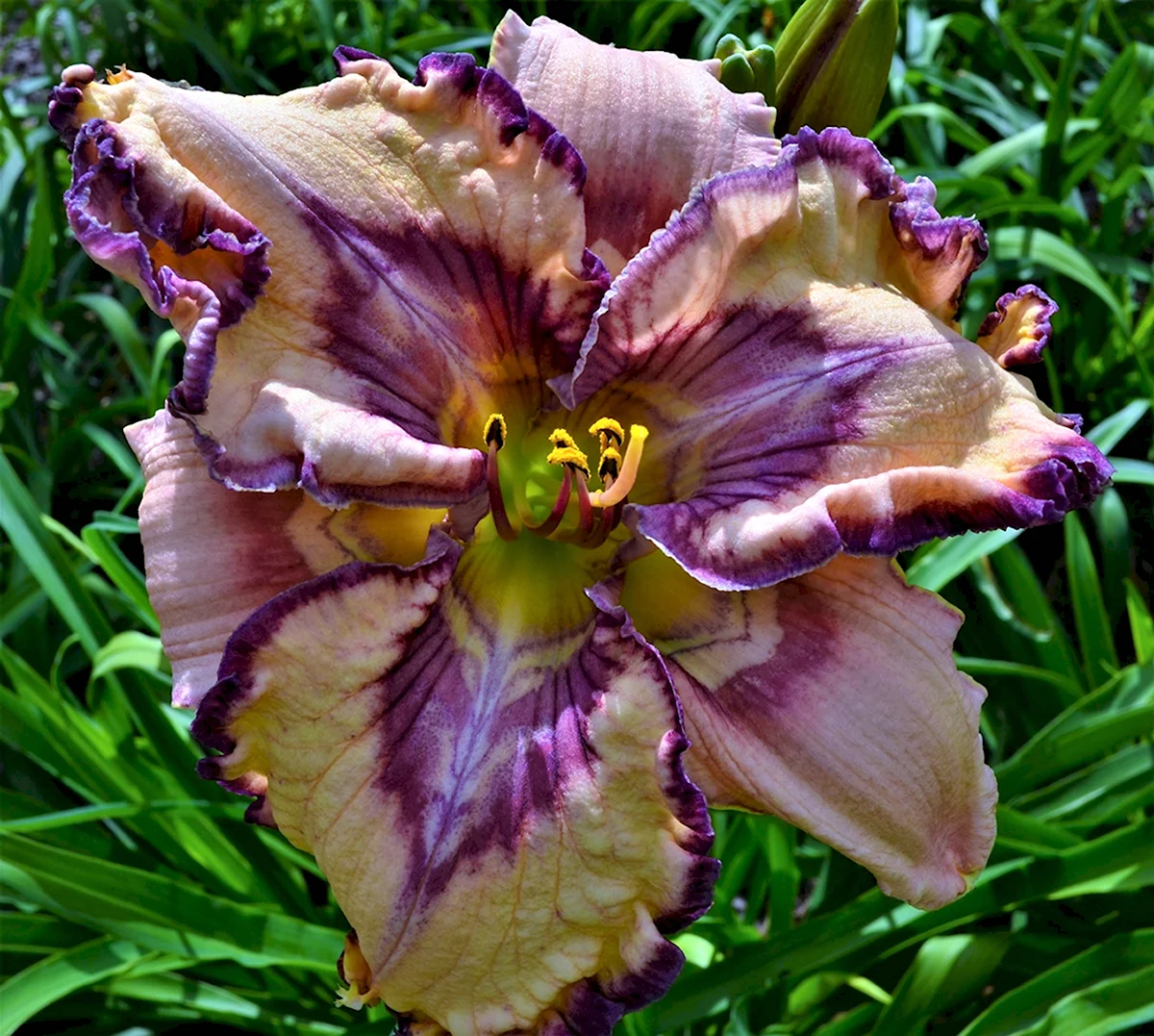 Лилейник Venetian Ruffles