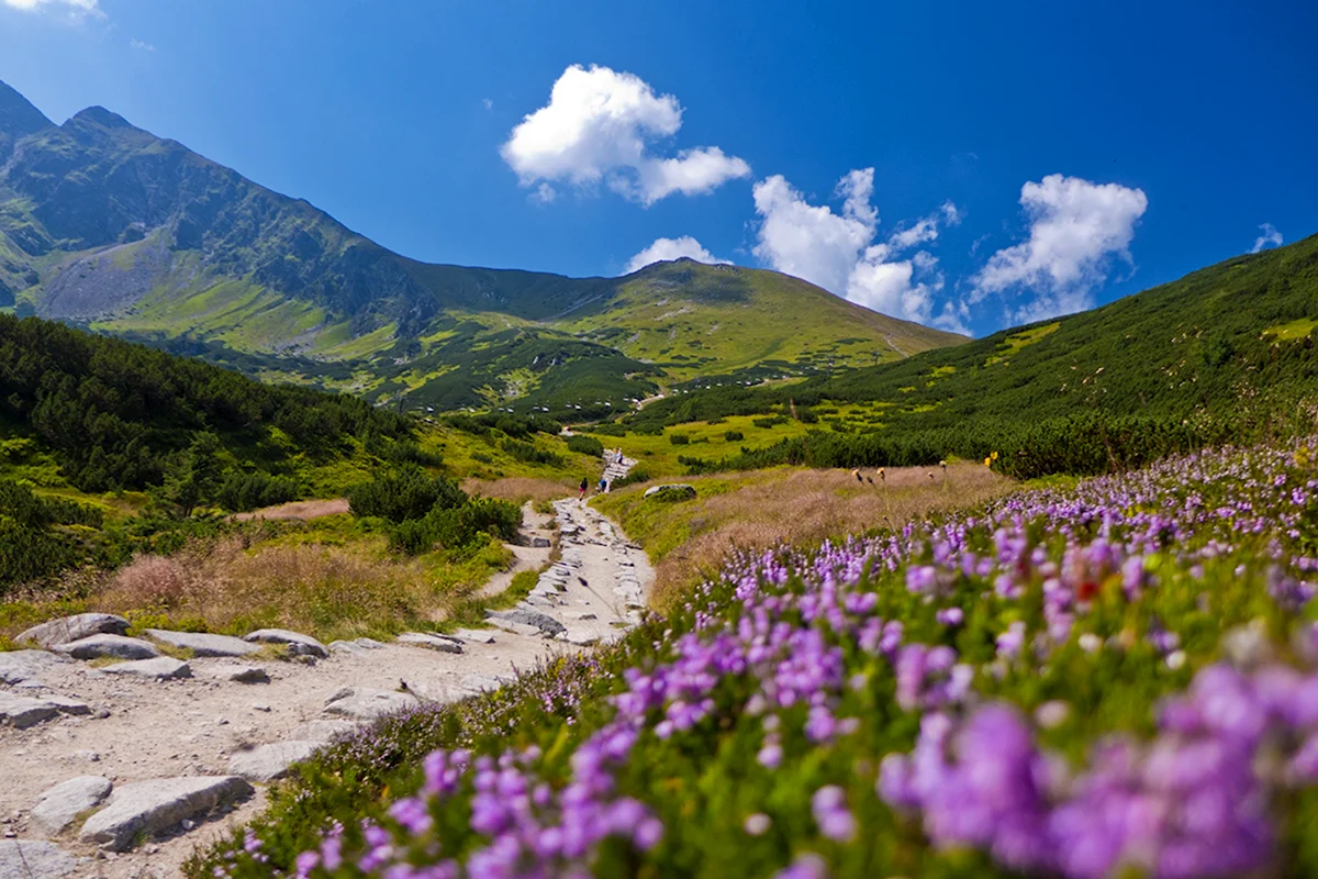 Луга Дагестана Альпийские Дагестана