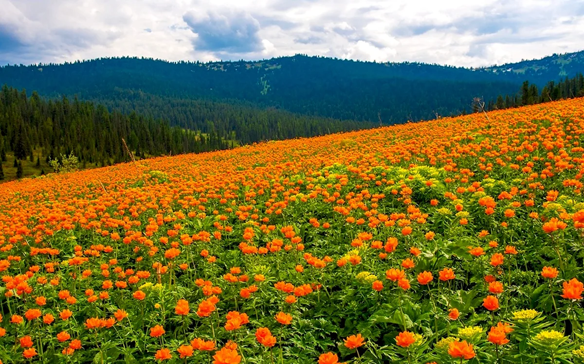 Луга Саяны жарки