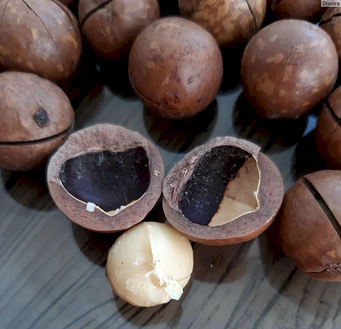 Macadamia ternifolia