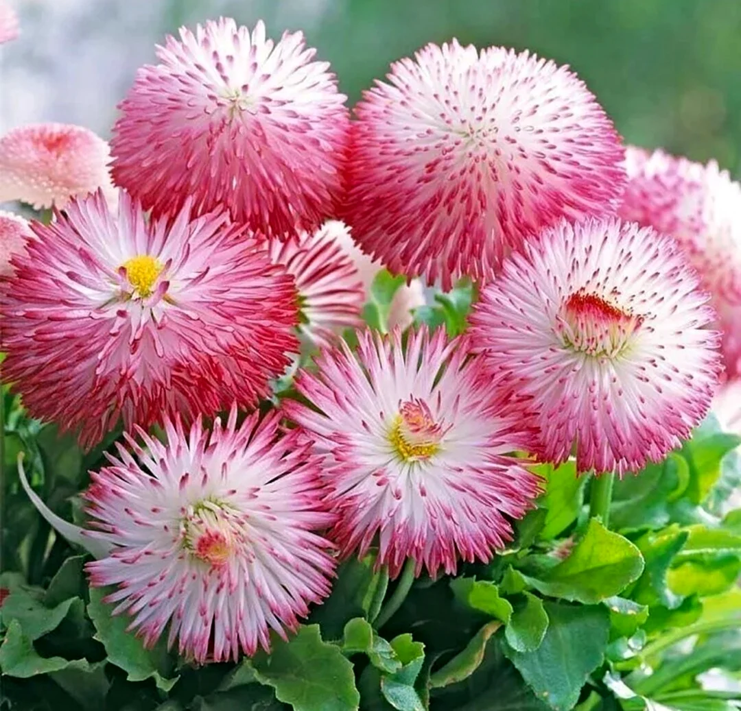 Маргаритка многолетняя Bellis perennis