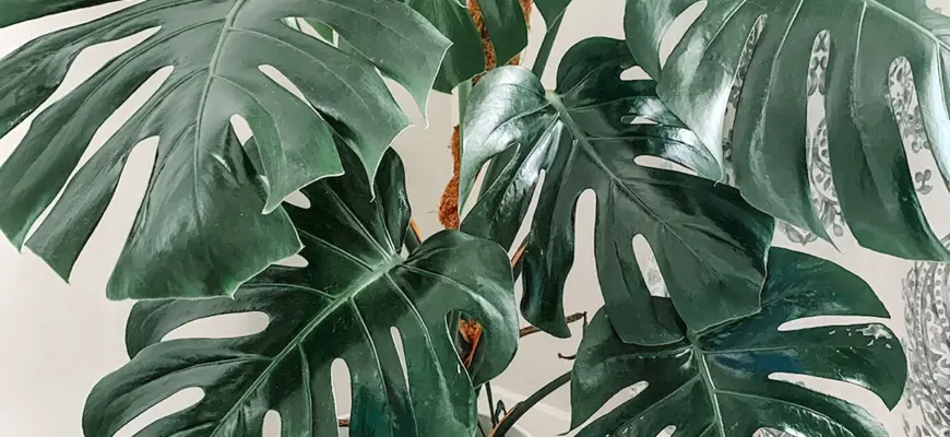 Монстера Делициоза Monstera deliciosa
