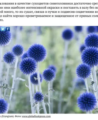 Мордовник и синеголовник