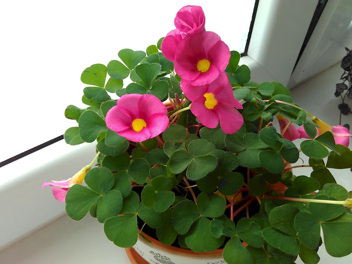Оксалис purpurea