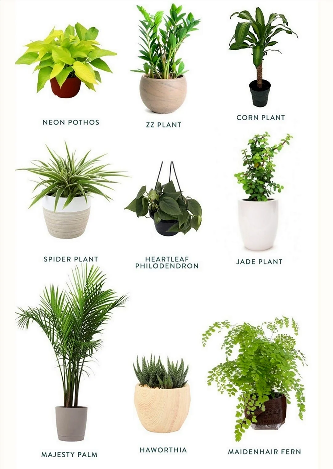 Какие комнатные растения купить себе и в подарок - Зеленая страна - Больше идей для дома и сада