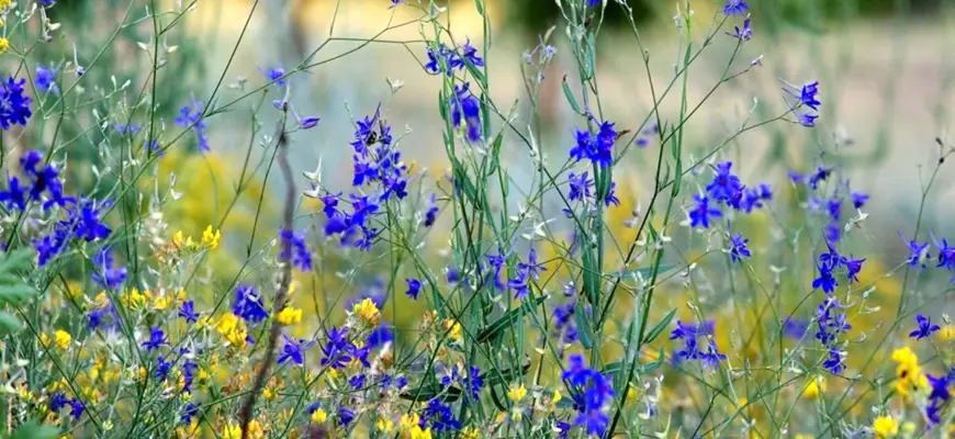 Синенький Луговой цветок Крыма
