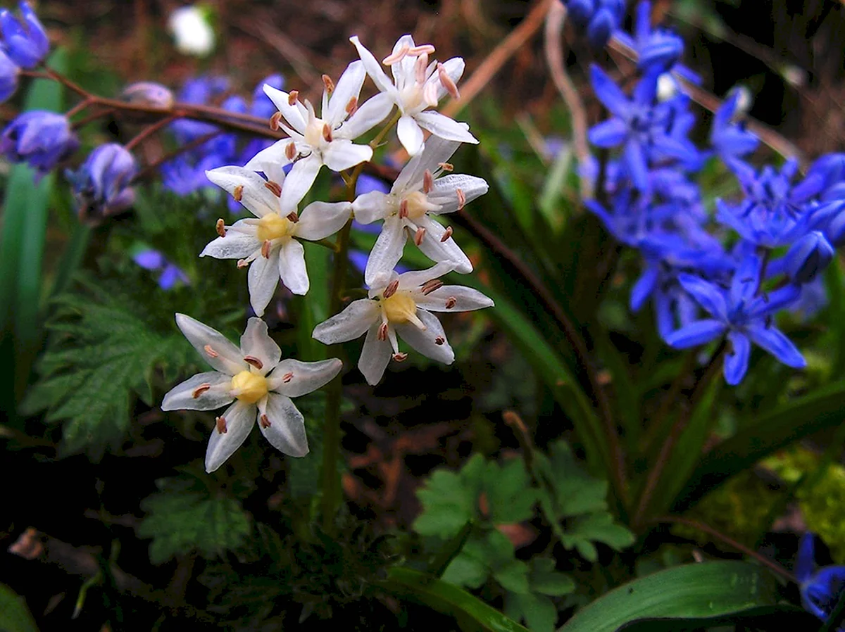 Сцилла bifolia