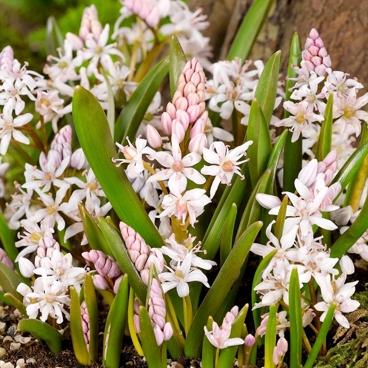 Сцилла bifolia rosea