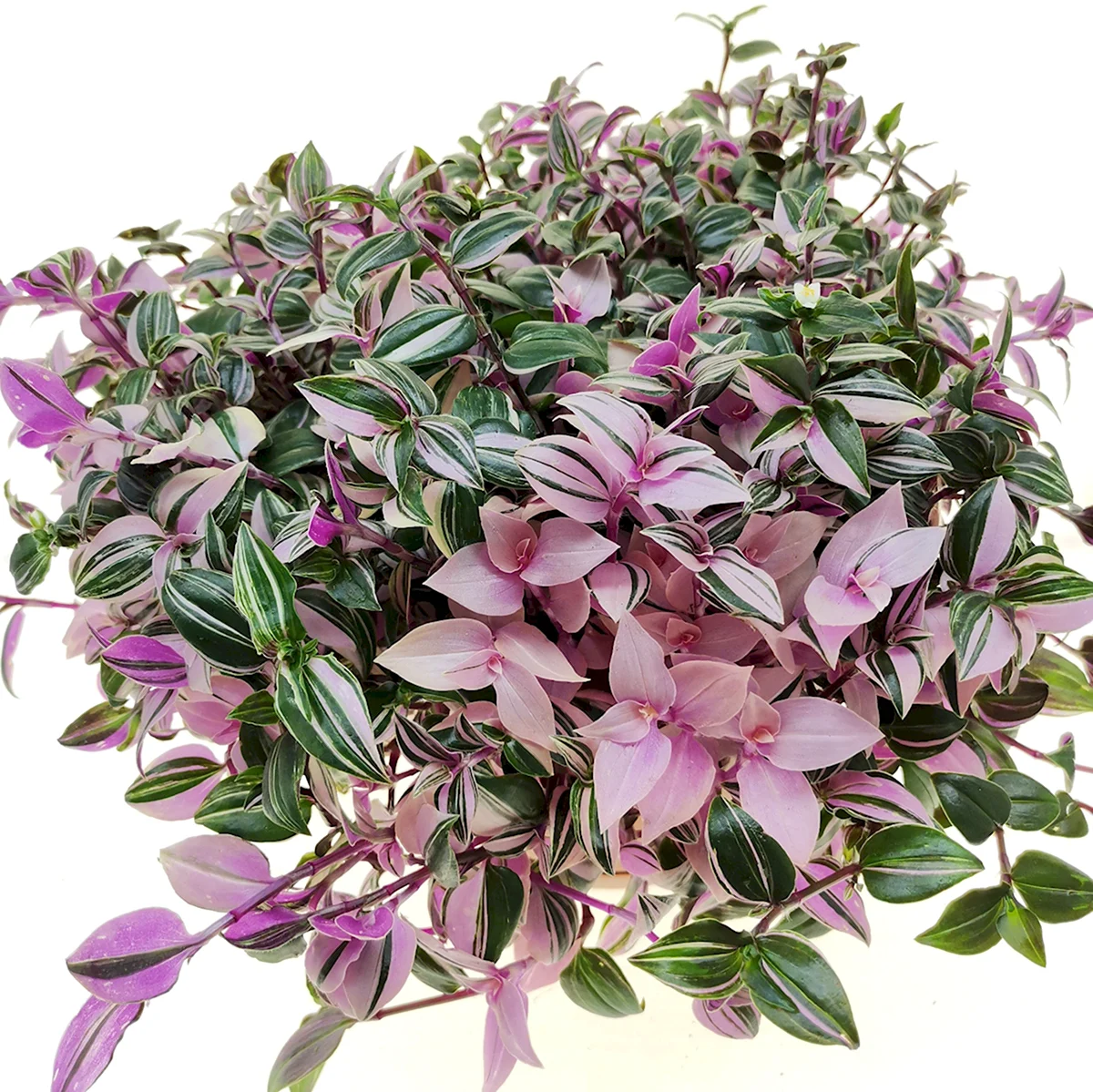 Традесканция Fluminensis
