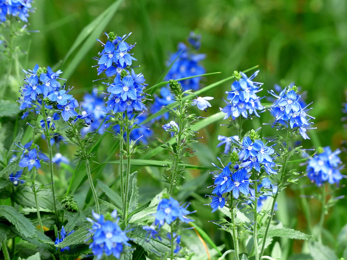Вероника Австрийская Knallblau