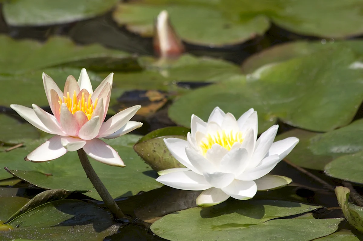 Водяная ЛилияNymphaea