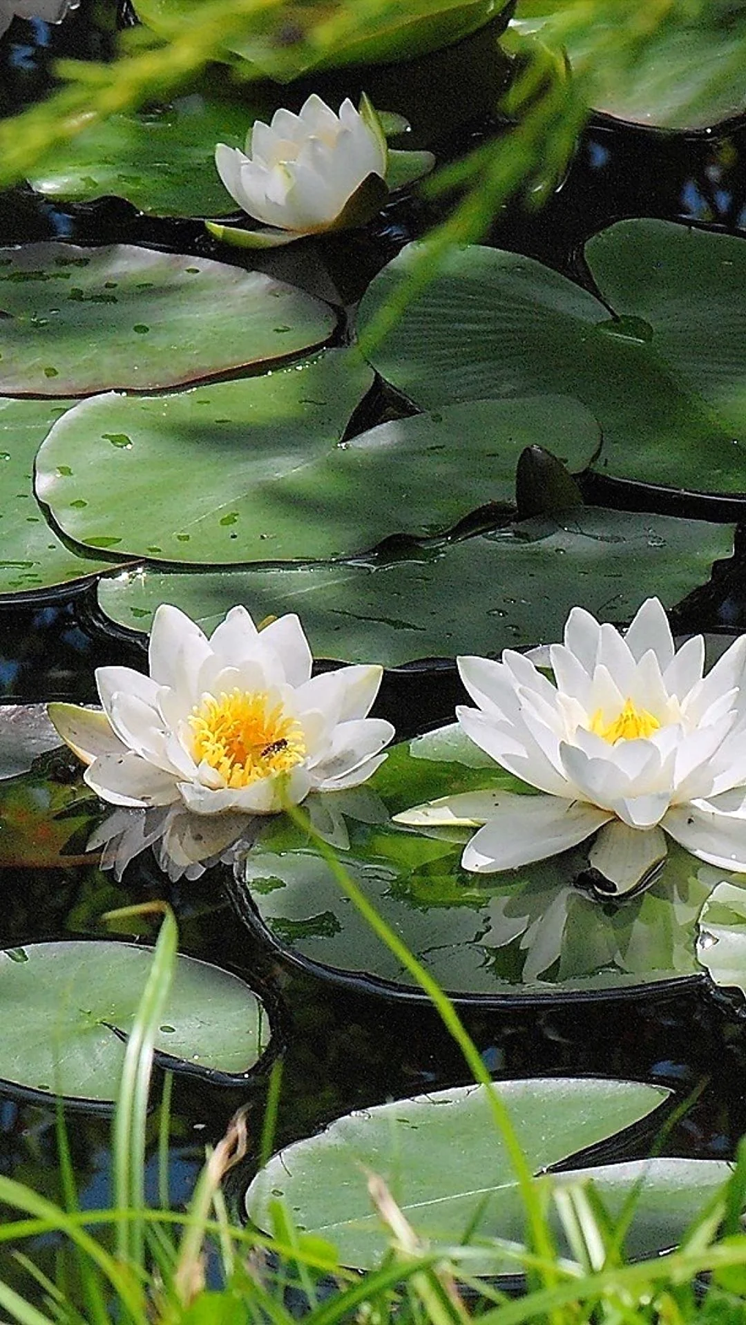 Водяная ЛилияNymphaea