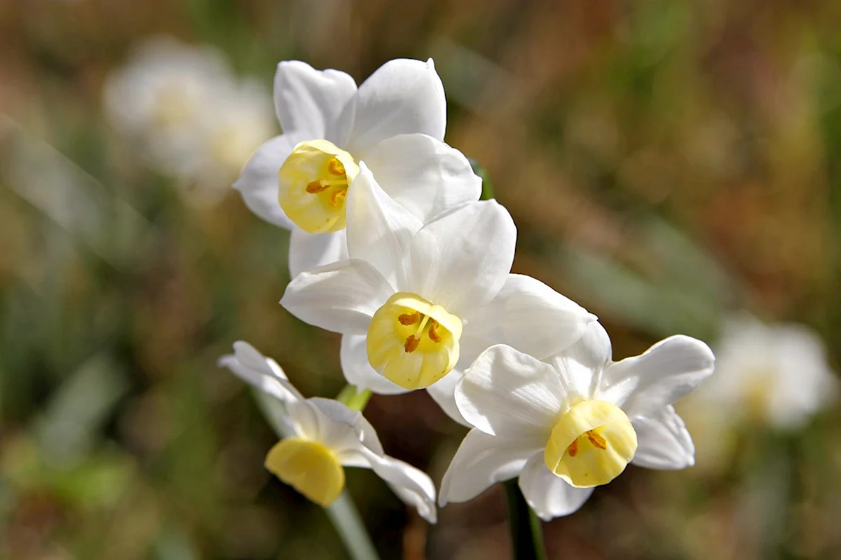 Желтый Нарцисс Daffodil Уэльс
