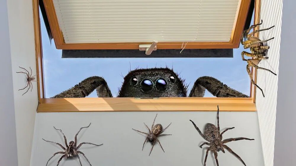 Простой способ избавиться от пауков в доме